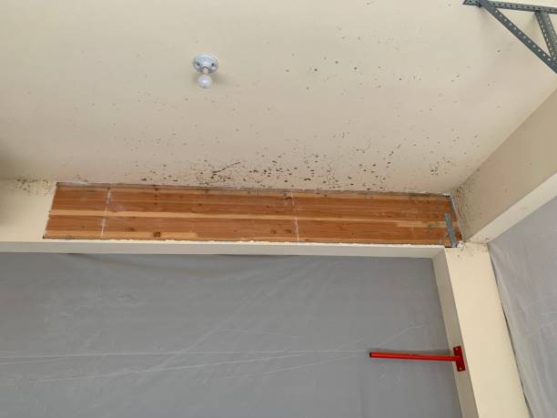 Best Environmental Consulting for Mold Prevention  in USA